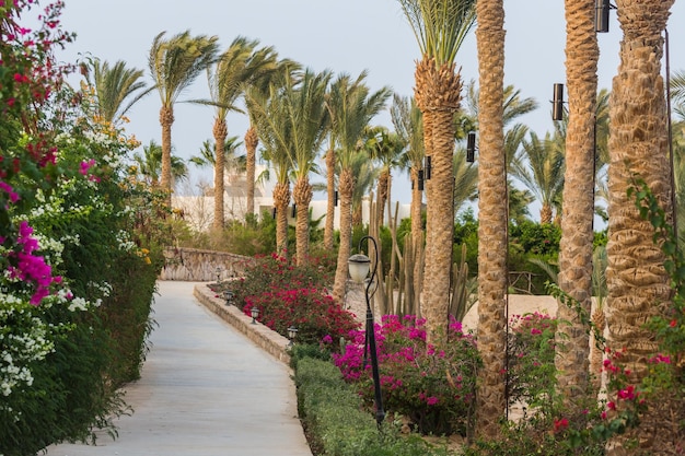 Chemins étonnants avec des fleurs et des palmiers en vacances à marsa alam