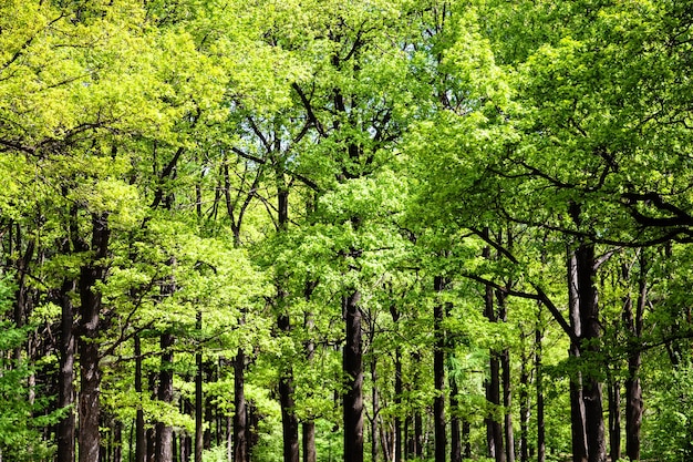 Chênaie dans la forêt verte