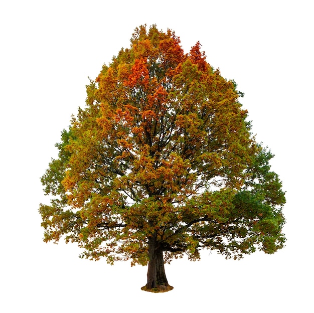 Photo chêne d'automne isolé sur blanc