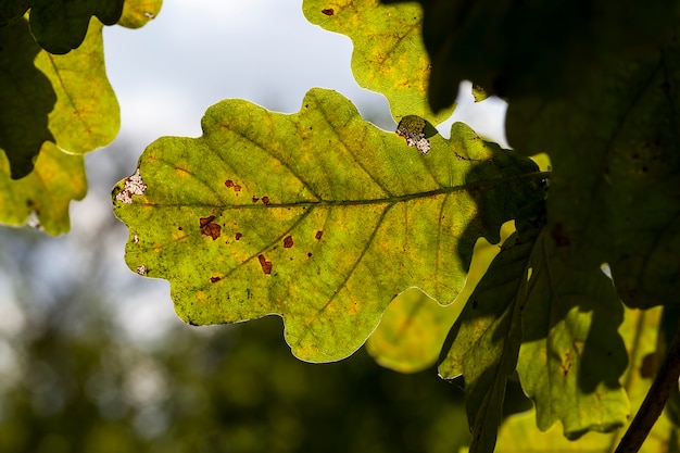 chêne à l'automne