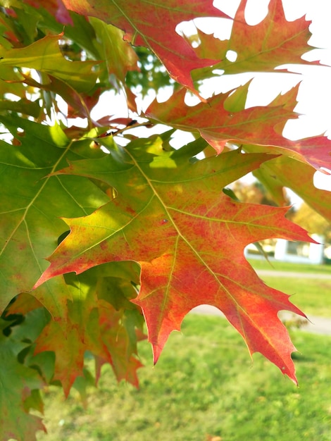 Chêne canadien avec des feuilles d'automne rougies dans le parc