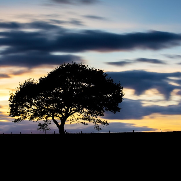 Chêne sur une colline de prairie de pissenlit avec coucher de soleil coloré et ciel nuageux au printemps