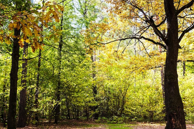 Chêne éclairé par le soleil sur le pré en forêt en automne