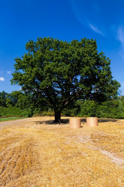 Chêne à feuilles caduques pousse dans un champ agricole avec du blé