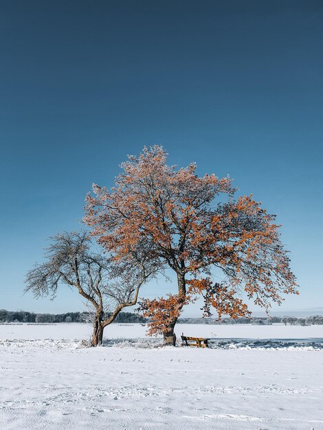 Photo un chêne avec des feuilles d'orange sur un champ couvert de neige contre un ciel clair