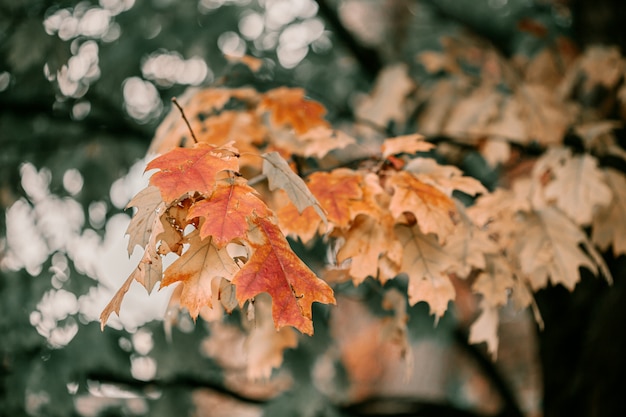 Chêne à feuilles rouges, oranges et jaunes