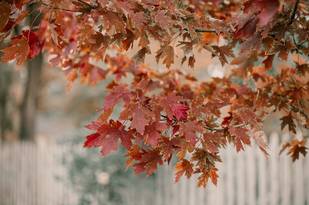 Chêne à feuilles rouges, oranges et jaunes