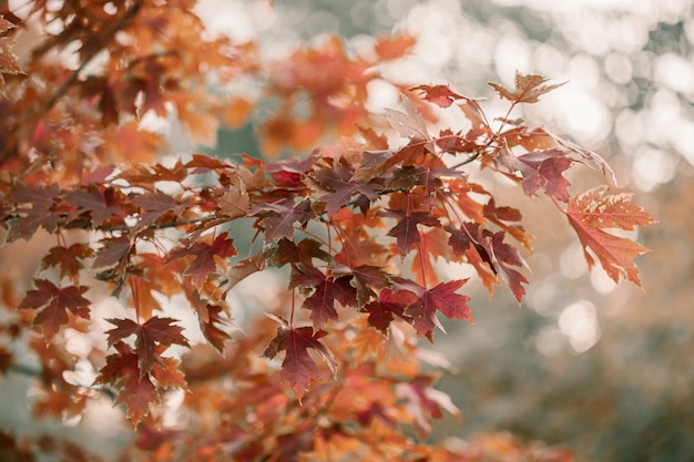 Chêne à feuilles rouges, oranges et jaunes