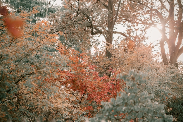 Chêne à feuilles rouges, oranges et jaunes