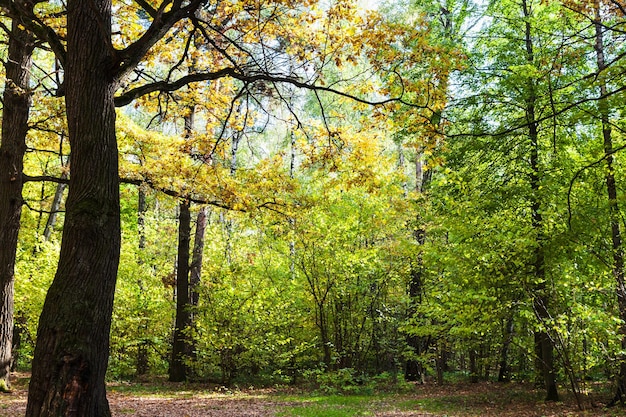 Chêne illuminé par le soleil sur le pré en forêt