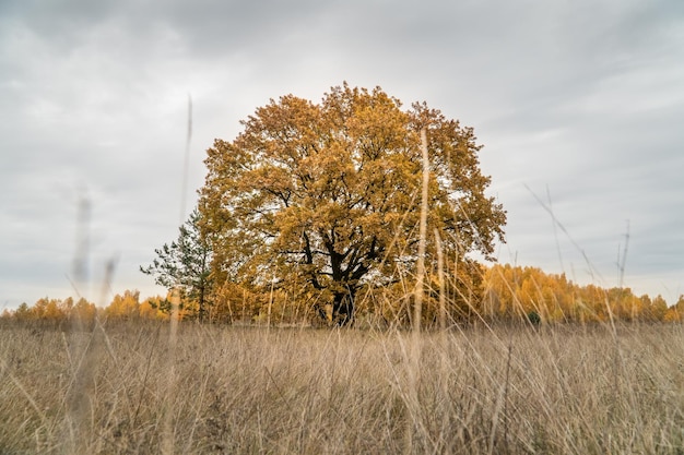 Chêne jaune dans un champ à l'automne