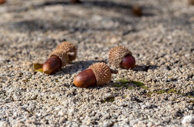 Le chêne kermès Quercus coccifera est un arbuste à feuilles persistantes originaire du bassin méditerranéen Acorns détail