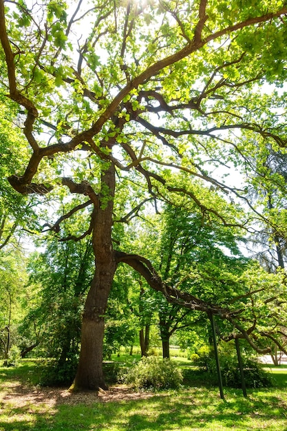 Chêne millénaire avec plus de deux mille ans d'âge dans le parc Campo del Moro à Madrid