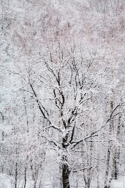 Chêne noir dans la forêt de neige blanche en hiver