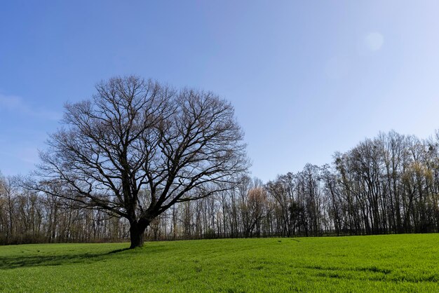 chêne de plus en plus solitaire sans feuillage au début du printemps poussant dans un champ avec de l'herbe verte vieux chêne solitaire