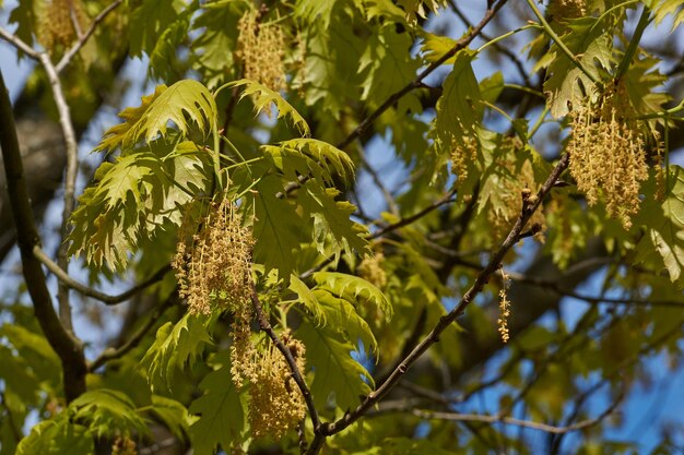 Photo chêne rouge lat quercus rubra fleurs inflorescences fleurissent