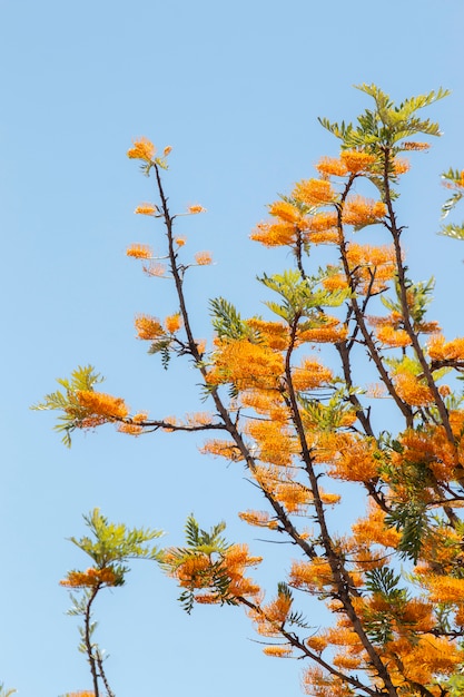 Photo chêne soyeux (grevillea robusta)