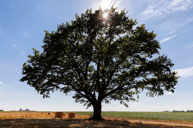 Photo chêne vert et un champ agricole avec de la paille épineuse de blé