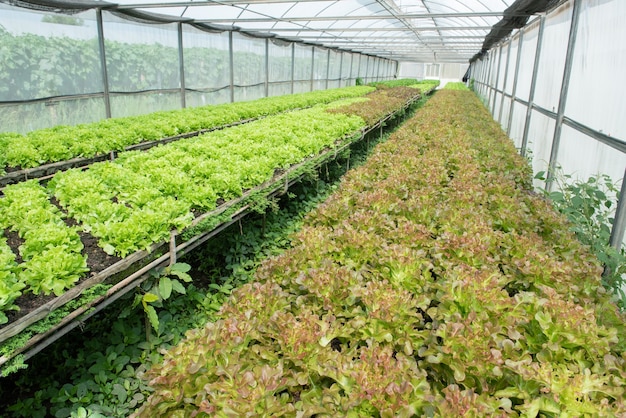 chêne vert et chêne rouge en potager