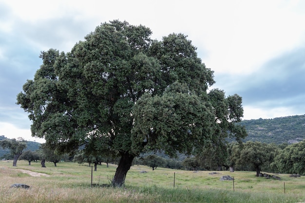 Chêne vert isolé sur fond naturel