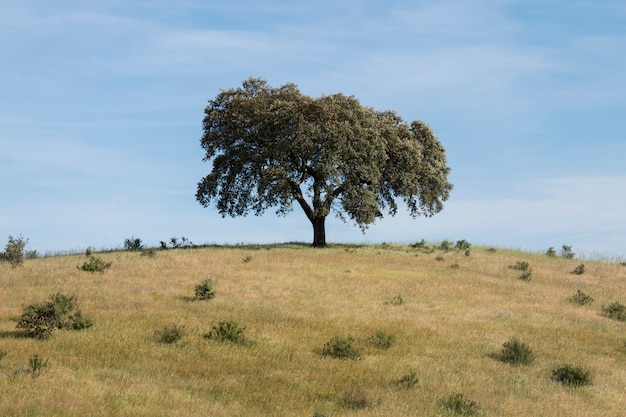 Chêne Vert Solitaire