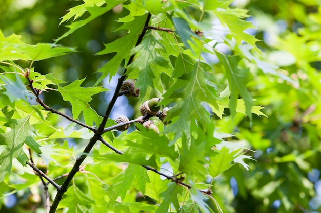 Chêne vert