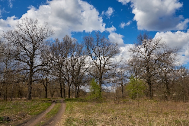 Chênes au début du printemps sur ciel bleu