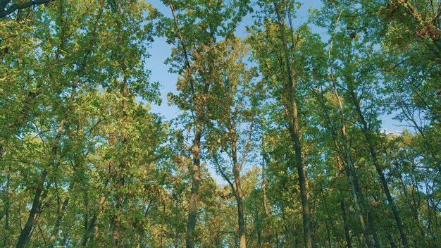 Des chênes dans un bosquet d'automne, des arbres d'autumn avec des feuilles jaunes sur un fond de ciel bleu dans une forêt ou un parc