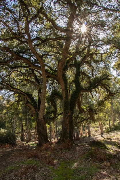 Chênes dans une forêt