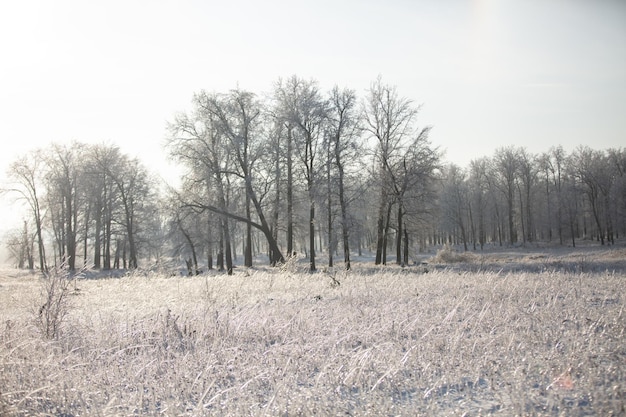 Chênes de la forêt d'hiver dans la neige vue sur la forêt enneigée