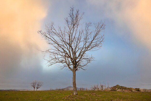 Photo chênes en hiver à el espinar, à ségovie. parc national de la sierra de guadarrama. photographie panoramique d'arbres isolés