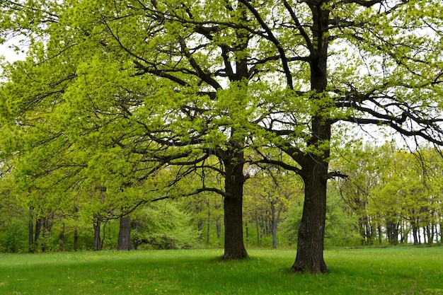 chênes isolés dans la forêt avec pelouse verte avec ciel nuageux