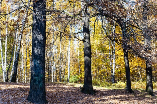 Chênes nus sur clairière couverte de feuilles mortes