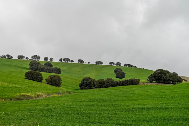 Des chênes verts parmi les champs de céréales vertes dans un paysage légèrement vallonné