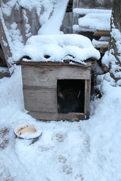 Le chenil des chiens sur la neige