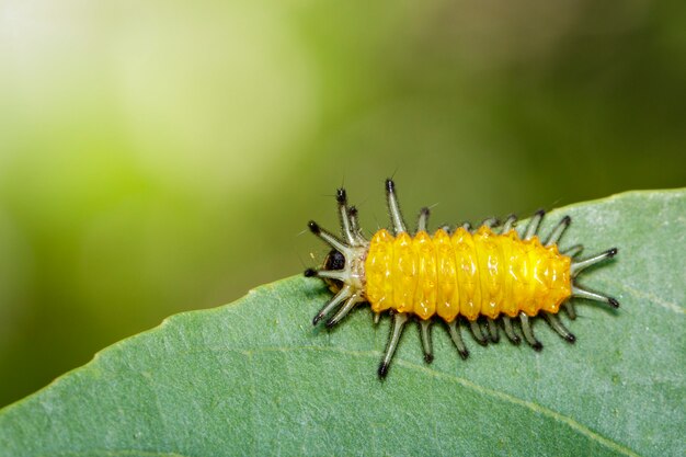 chenille ambre sur feuille verte. Insecte. Animal.