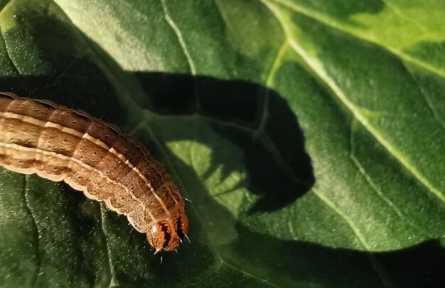 Photo la chenille attaque la plante et ses effrayants insectes nuisibles de l'ombre et les concepts de maladies des feuilles