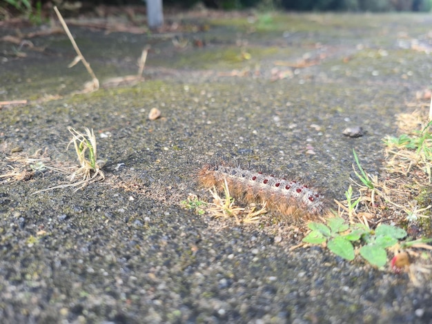 Une chenille au sol avec une petite plante au premier plan.