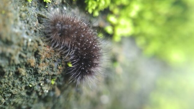 Chenille de bébé sur fond de pierre pour papier peint animal