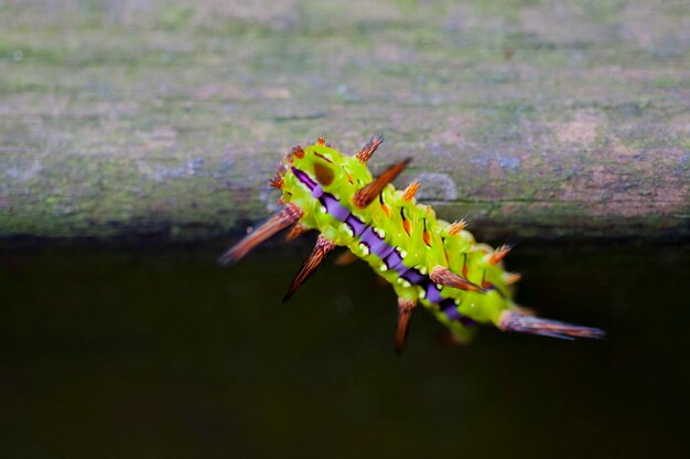 Chenille colorée rampant insecte en bois