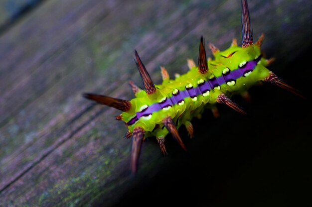 Chenille colorée rampant insecte en bois