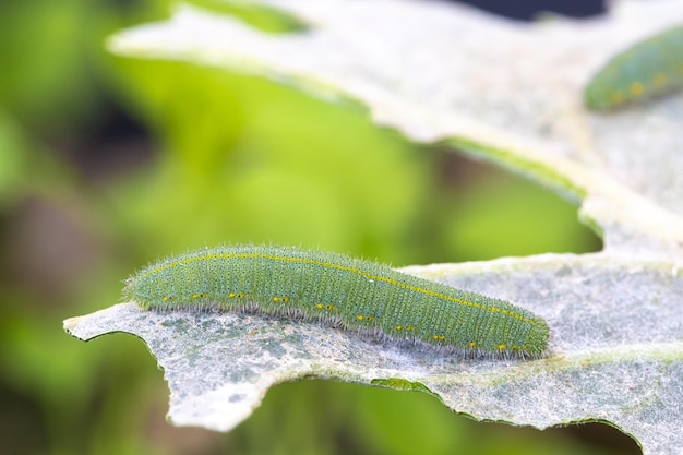 La chenille du chou vert Pieris rapae sur une feuille de chou