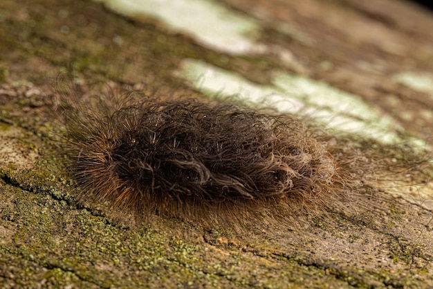 La chenille du nouveau monde