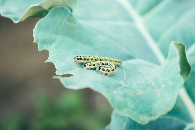 La chenille du papillon blanc mangeant les feuilles d'un chou