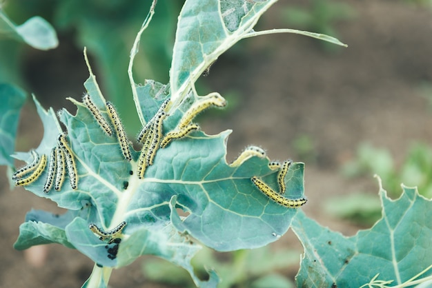 La chenille du papillon blanc mangeant les feuilles d'un chou