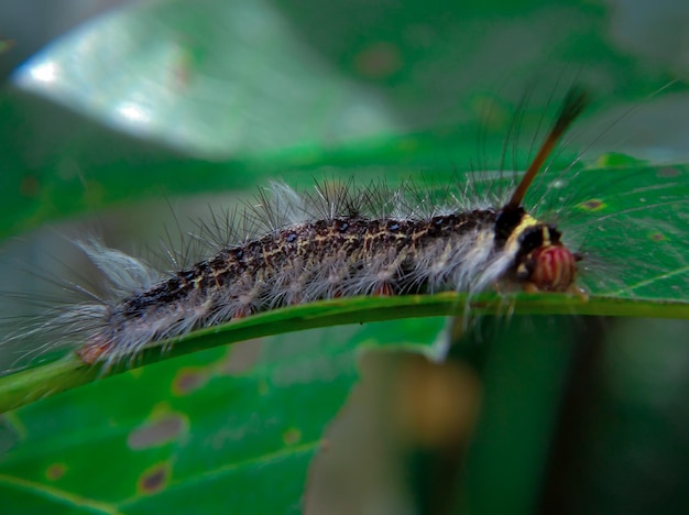 Une chenille est sur une feuille verte