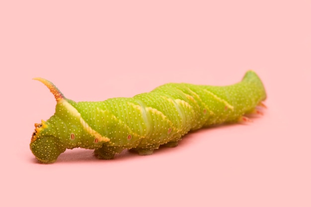 Chenille de Faucon à chaux - Mimas tiliae devant une surface rose