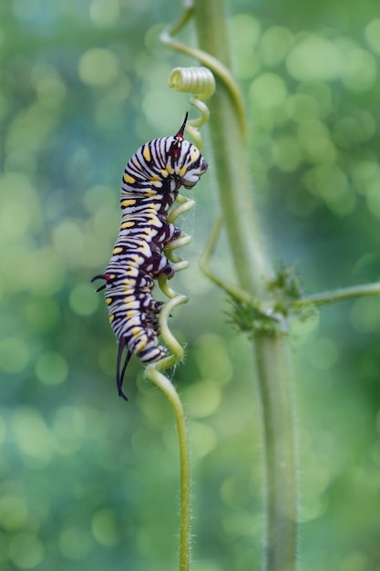 Chenille jaune sur un fenouil sur une plante forestière un jour d'été avec un magnifique arrière-plan flou