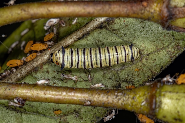 Chenille monarque d'Amérique du Sud de l'espèce Danaus erippus