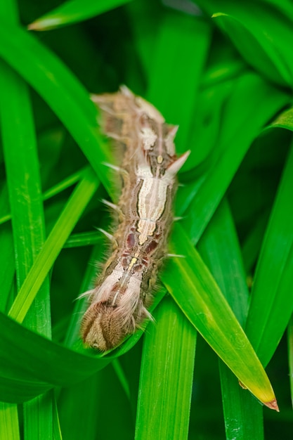 Chenille de Morpho peleides, sur feuilles vertes